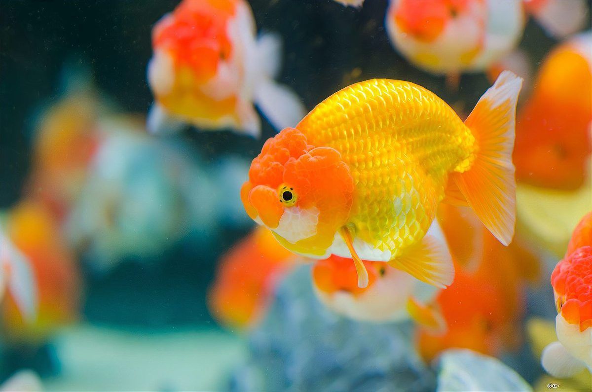 銀龍魚能認出主人的聲音嗎？