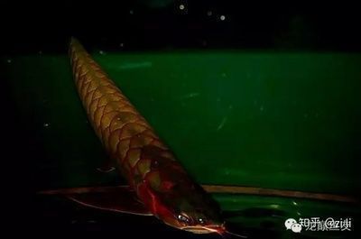 如何判斷紅魔王銀版魚健康狀況，如何判斷紅魔王銀版魚的健康狀況