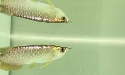 龍魚寄養要多少錢一只：無錫龍魚寄養服務對比路哥龍魚寄養服務口碑對比