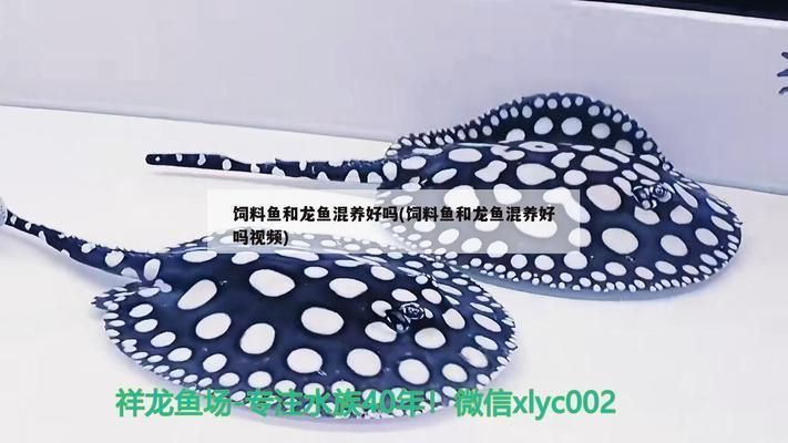 龍魚飼料魚混養(yǎng)好嗎：關(guān)于龍魚飼料魚混養(yǎng)的詳細(xì)分析