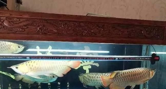 銀龍魚混養圖片大全