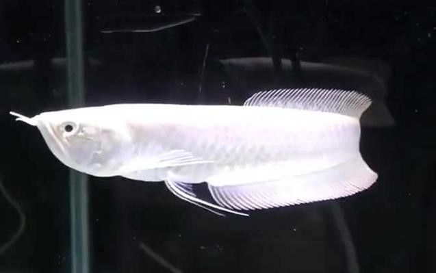 銀龍魚混養圖片大全