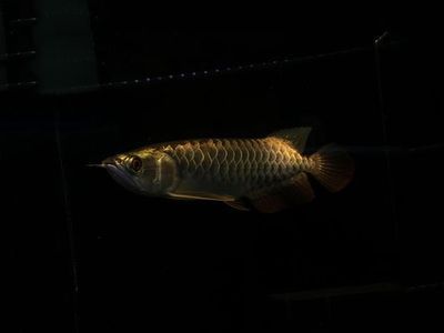 金龍魚批發祥龍魚場（祥龍魚場及其金龍魚批發業務）