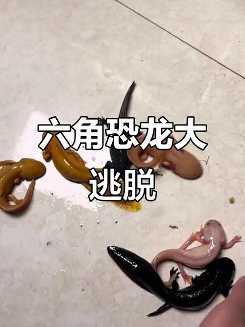恐龍魚跳缸原因分析圖片
