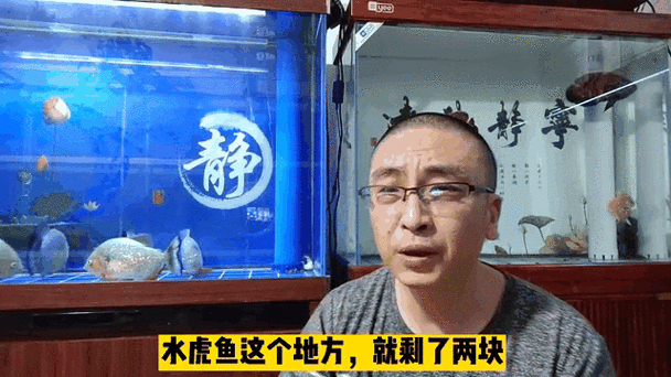 恐龍魚跳缸原因分析圖片