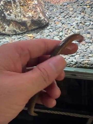 恐龍魚跳缸原因分析圖片