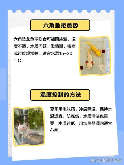 恐龍魚跳缸原因分析圖片