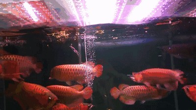 龍魚(yú)直接黑缸