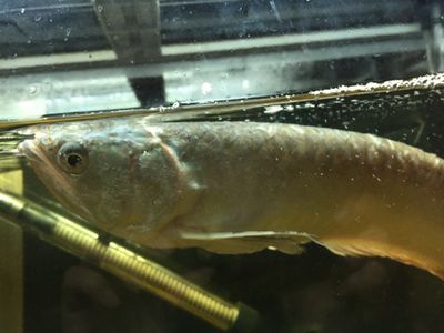 龍魚為什么突然變白：龍魚變白可能由多種因素引起