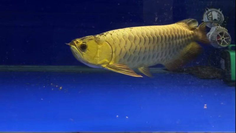 哪里可以購買到健康的50公分過背金龍魚？