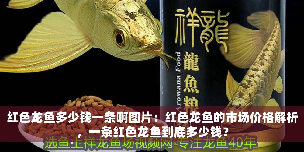紅色龍魚多少錢一條啊圖片：紅色龍魚的市場價(jià)格解析，一條紅色龍魚到底多少錢？