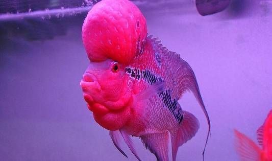 紅色龍魚多少錢一條啊圖片：紅色龍魚的市場價(jià)格解析，一條紅色龍魚到底多少錢？