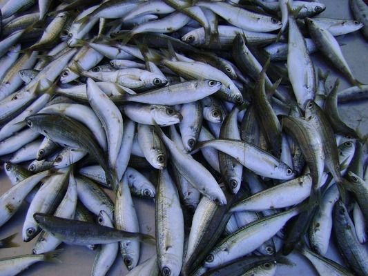 龍魚能和招財魚混養(yǎng)嗎？：龍魚和招財魚可以混養(yǎng)但要注意水質(zhì)、食物以及日常管理