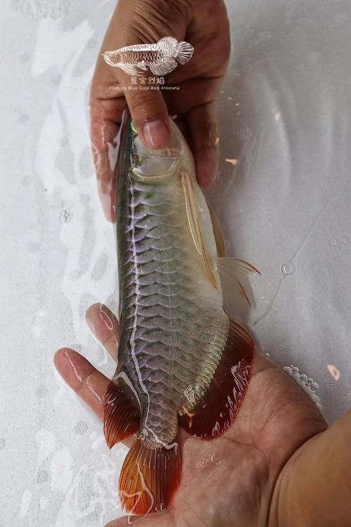龍魚為什么發(fā)色最好呢