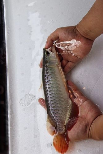 龍魚為什么發(fā)色最好呢