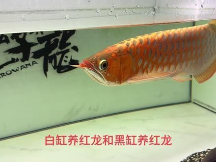 龍魚為什么發(fā)色最好呢