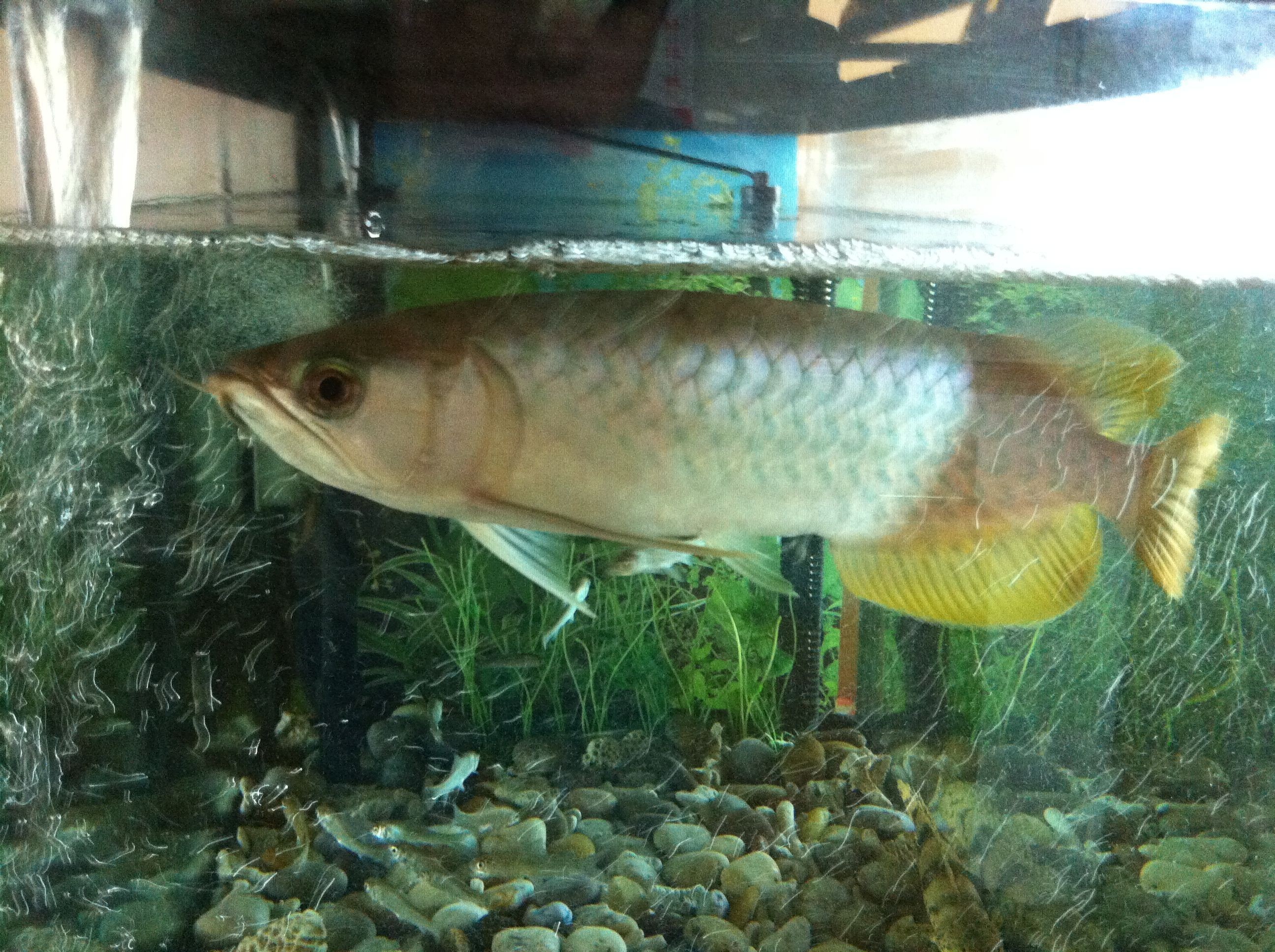 龍魚家里能養嗎：家養龍魚需要滿足以下幾個條件，龍魚風水作用解析 龍魚家里能養嗎：家養龍魚需要滿足以下幾個條件，龍魚風水作用解析 龍魚百科 第3張