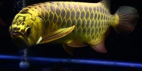龍魚等級(jí)區(qū)別：龍魚的等級(jí)和品種區(qū)別