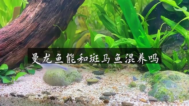 斑馬魚和曼龍魚混養