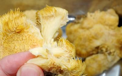 為什么紅龍魚那么貴：飛龍魚翅猴頭菇是中國傳統美食中的一道豪華菜品，融合多種珍貴食材