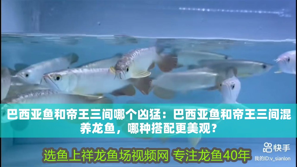 巴西亞魚和帝王三間哪個(gè)兇猛：巴西亞魚和帝王三間混養(yǎng)龍魚，哪種搭配更美觀？
