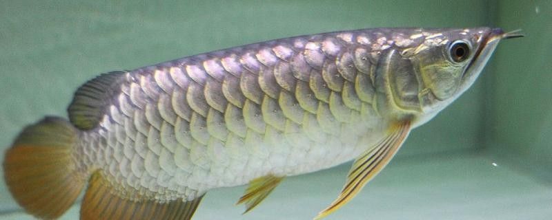 銀龍魚需要多大的魚缸才能養(yǎng)