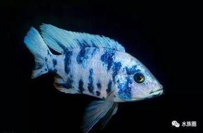 養金龍魚需要加熱棒嗎視頻：養金龍魚時必備的加熱設備，