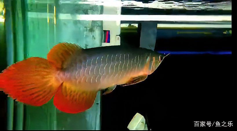 紅龍魚什么體型好看圖片