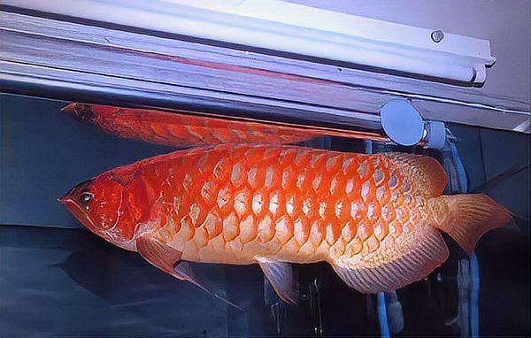 紅龍魚什么體型好看圖片