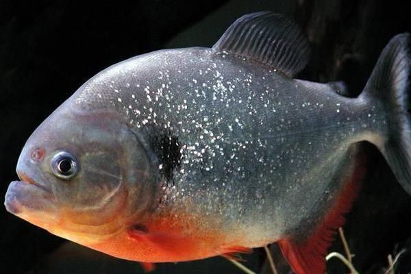 觀賞魚市場需求影響因素：觀賞魚市場需求受到多種因素影響觀賞魚市場需求影響