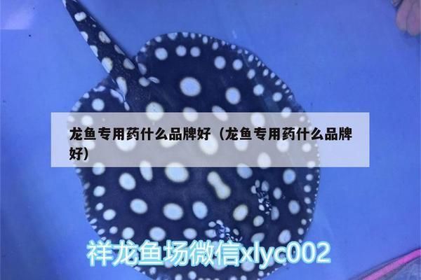龍魚發色藥水是什么：如何自制龍魚發色藥水