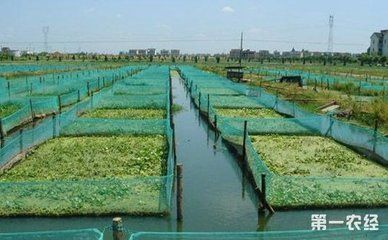 高背金龍魚怎么樣分公母（高背金龍魚公母鑒別）