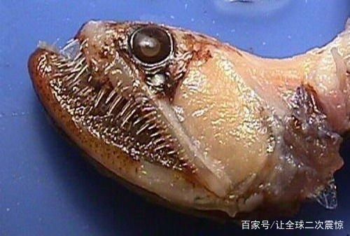 龍魚一直浮在水面不游動怎么辦：龍魚一直浮在上面不游動可能有多種原因，詳細處理方法
