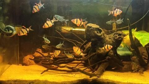 虎皮魚和龍魚混養的關鍵信息：虎皮魚和龍魚混養需考慮幾個基礎條件：虎皮魚和龍魚可以混養嗎