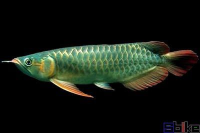 龍魚大頭朝下的原因（龍魚大頭朝下是怎么回事）