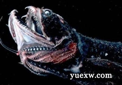 龍魚大頭朝下的原因（龍魚大頭朝下是怎么回事）