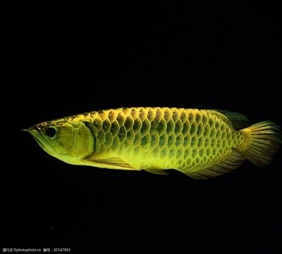 龍魚是淡水魚嗎（龍魚養(yǎng)殖需要注意哪些水質(zhì)參數(shù)，）