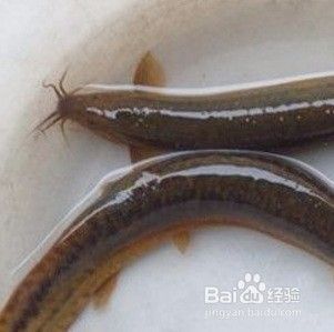 龍魚吃泥鰍好嗎（龍魚吃泥鰍對龍魚有一定的益處但也存在一定的壞處）