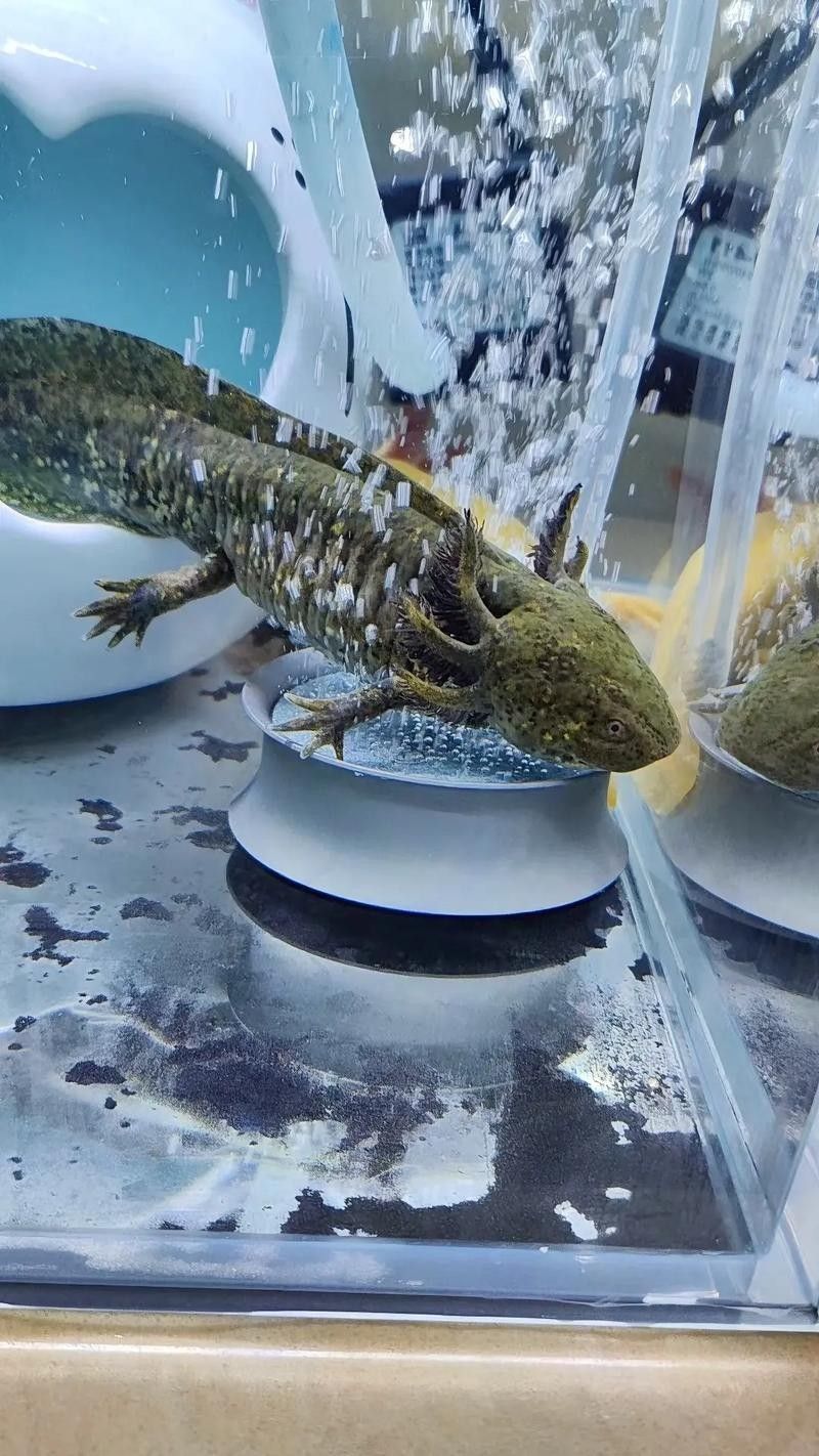 雷龍和恐龍魚混養(yǎng)好嗎圖片