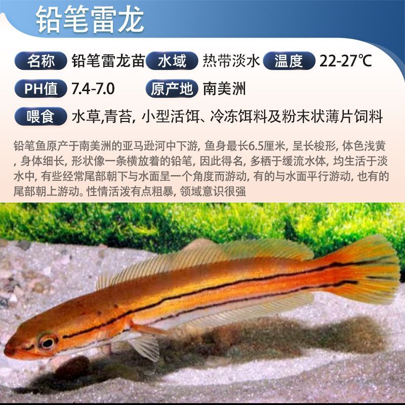 雷龍魚多大成年（雷龍魚成年體型對比圖,雷龍魚成年后的飼養技巧）