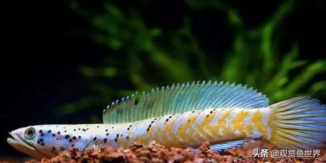 黃金夢幻雷龍魚值多少錢啊（黃金夢幻雷龍魚值多少錢）