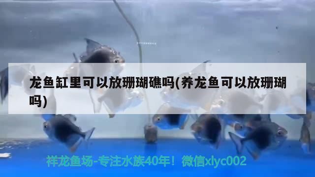 龍魚缸可以養海水魚嗎：龍魚缸并不適合養海水魚