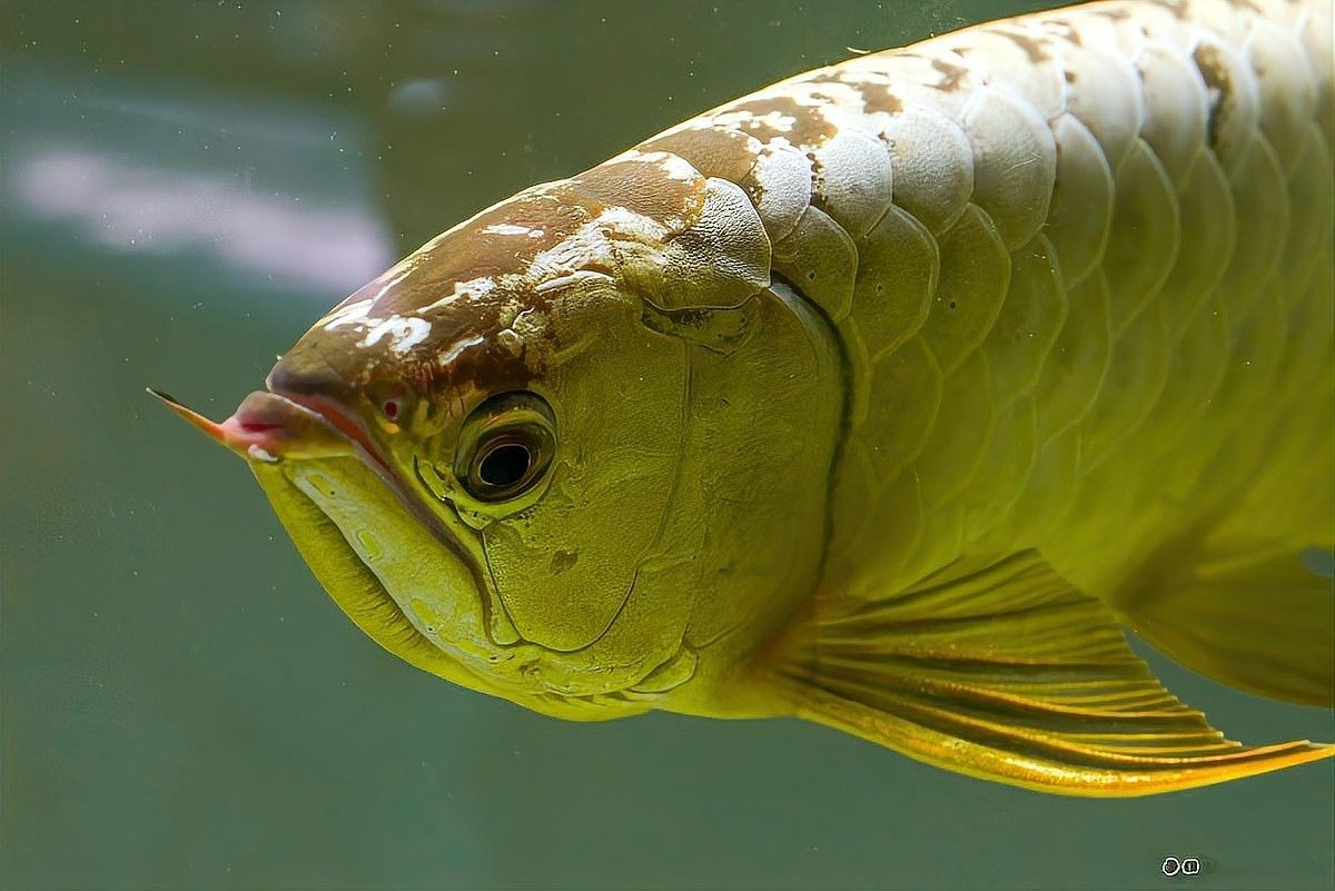 長期喂食一種飼料對龍魚有影響嗎
