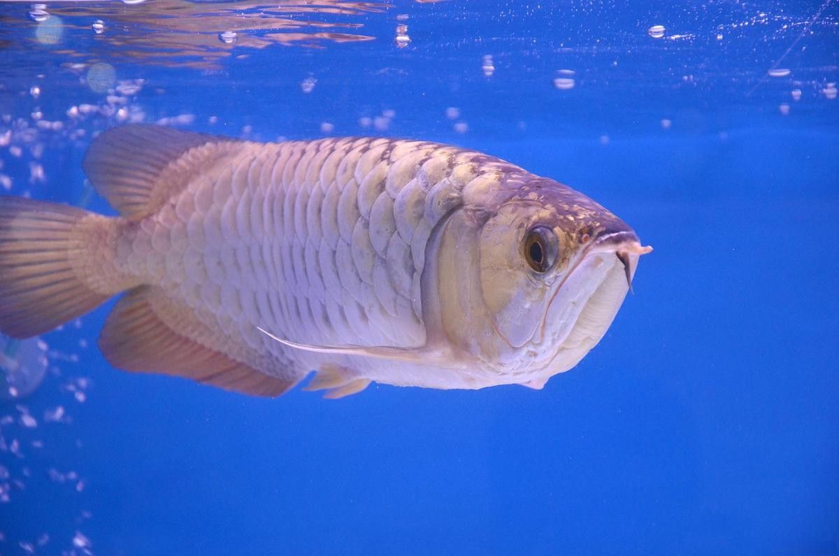 長期喂食一種飼料對龍魚有影響嗎