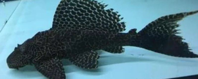 清道夫和龍魚養,清道夫都活不久嗎