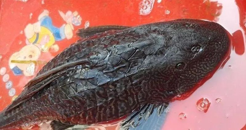 清道夫和龍魚養,清道夫都活不久嗎