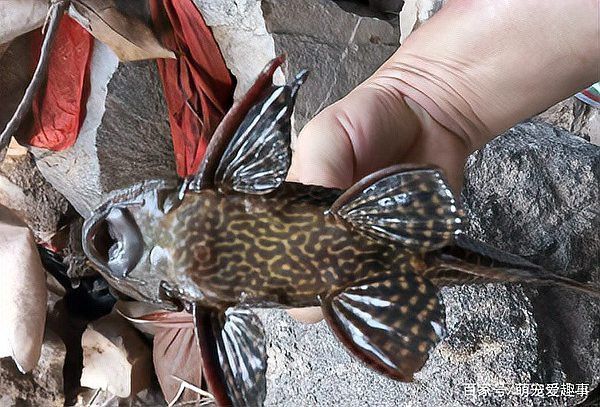 清道夫和龍魚養,清道夫都活不久嗎