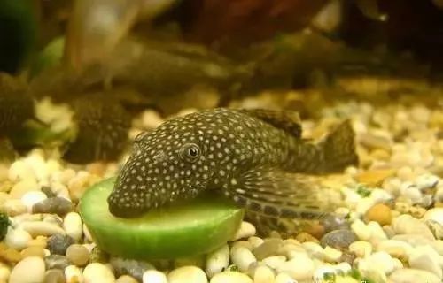 清道夫和龍魚養,清道夫都活不久嗎