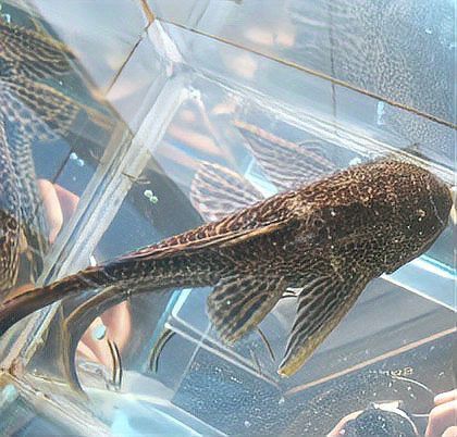 清道夫和龍魚養,清道夫都活不久嗎