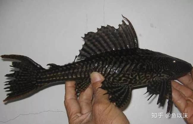 清道夫和龍魚養,清道夫都活不久嗎